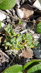 Draba cinerea