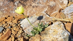 Papaver radicatum kluanense