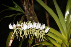 Angraecum eburneum image