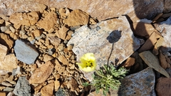 Papaver radicatum kluanense