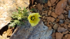 Papaver radicatum kluanense