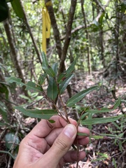 Coccoloba microstachya