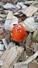 Amanita parcivolvata