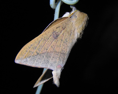 Adeloneivaia subangulata