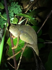 Rieppeleon brevicaudatus