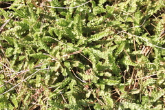 Horkelia clevelandii