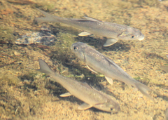 Carpiodes cyprinus