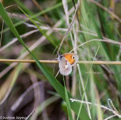 Coenonympha pamphilus