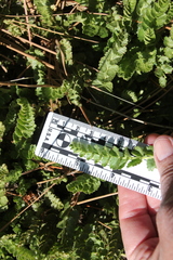 Horkelia clevelandii