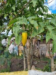 Vasconcellea × pentagona