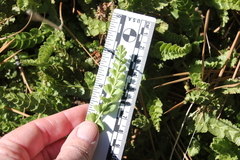 Horkelia clevelandii