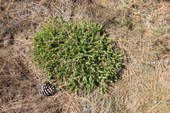 Horkelia clevelandii