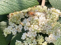 Apis mellifera