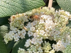 Apis mellifera