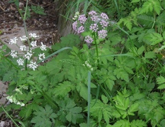 Chaerophyllum hirsutum