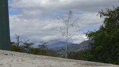 Furcraea andina