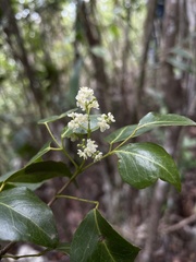 Amyris elemifera