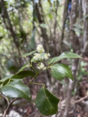 Amyris elemifera