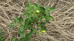 Capsicum rhomboideum