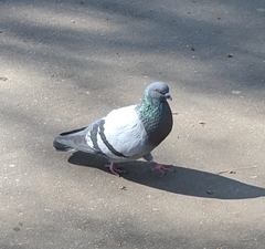 Columba livia domestica