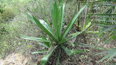 Furcraea andina