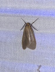 Pagara simplex