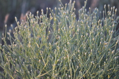 Klasea erucifolia