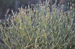 Klasea erucifolia