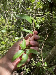 Coccoloba microstachya