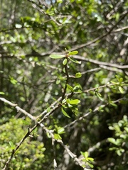 Neea buxifolia