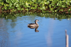 Podilymbus podiceps image