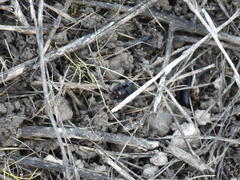 Phidippus audax