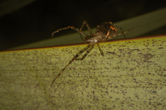 Australomimetus mendicus