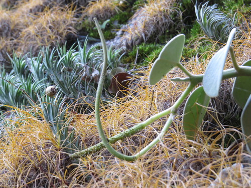 Peperomia incana, photograph 1