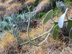 Peperomia incana, photograph (c) Victor Farjalla Pontes, some rights reserved (CC BY)
