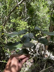 Psidium amplexicaule
