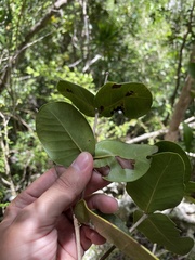 Psidium amplexicaule