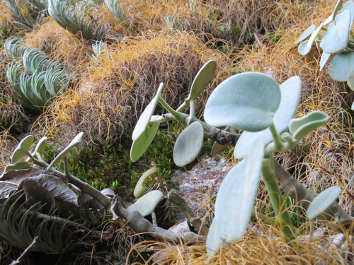 Peperomia incana, photograph 2