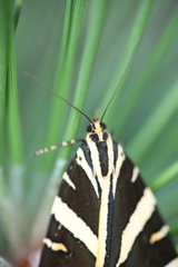 Euplagia quadripunctaria