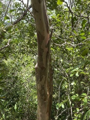 Psidium amplexicaule