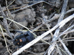 Phidippus audax