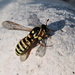 Scorpionweed Pollen Wasp - Photo (c) Leonardo Hernández Escudero, some rights reserved (CC BY-NC), uploaded by Leonardo Hernández Escudero