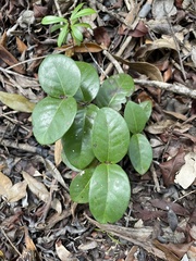 Psidium amplexicaule