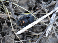 Phidippus audax