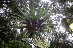 Thamnopteris