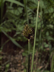 Carex illota