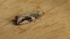 Proteoteras crescentana