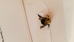Bombus bimaculatus