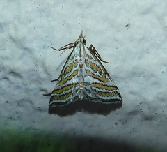 Leptosteges parthenialis
