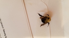 Bombus bimaculatus